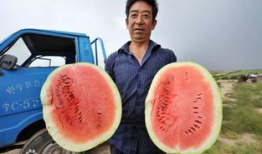 甘肃人吃瓜图片,瓜果飘香，尽享甘州美味