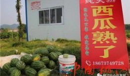 深河村吃瓜,瓜香四溢，共享丰收喜悦