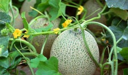 吃瓜系统沈瑶瑶,吃瓜系统背后的神秘力量