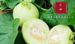 翰林吃瓜,揭秘宫廷中的闲言碎语