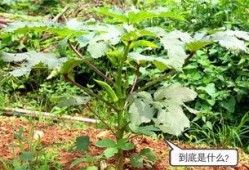 摘白瓜吃西瓜,一场味蕾的奇妙之旅