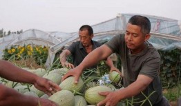 移民村直播吃瓜,一场别开生面的“吃瓜”盛宴