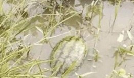 躲在池塘吃瓜,揭秘夏日隐秘美食之旅