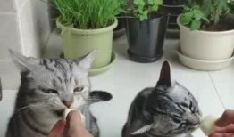 猫儿爱爬墙吃瓜,趣味生活瞬间捕捉