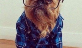 搞笑动物带你吃瓜,笑料横生！搞笑动物带你开启欢乐吃瓜之旅