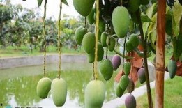 芒果吃瓜社跳舞,舞动青春，共赴欢乐盛宴