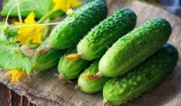 吃恋爱瓜的主旨,跟随恋爱瓜，探寻爱情甜蜜瞬间