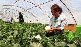 深河村吃瓜,瓜香四溢，共享丰收喜悦