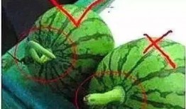 坐在瓜地上吃西瓜,夏日里的悠闲西瓜时光