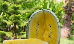 白日照惊鸿吃瓜,一场吃瓜盛宴的奇幻之旅