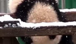 吃瓜小熊精神,揭秘娱乐圈那些事儿