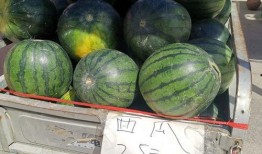 吃瓜相朴猫,揭秘猫咪的趣味食趣生活