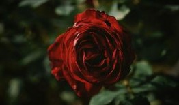 91黑色玫瑰吃瓜,揭秘网络吃瓜背后的真相与争议