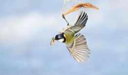 鸢鸢吃瓜,揭秘娱乐圈的甜蜜与苦涩