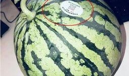 今日吃瓜必吃大瓜网红