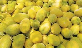 河套蜜瓜怎么吃,尽享夏日甜蜜时光