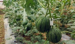 51吃瓜在线观看,揭秘娱乐圈幕后故事