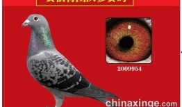 羽鸽同行吃瓜杯,揭秘吃瓜杯背后的精彩故事