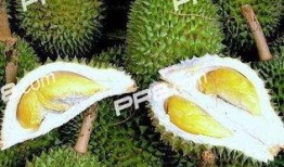 今天不吃瓜吃榴莲