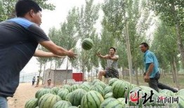 任县最新吃瓜事件,揭秘神秘事件背后的真相与争议