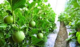 孕妇可以吃蜜露瓜吗