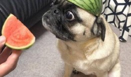 最近喝酒吃瓜事件,揭秘近期火爆的“喝酒吃瓜”事件背后真相