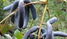 猫屎瓜怎么吃,探索美味食用的秘诀