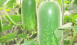 梦见摘大黑瓜吃