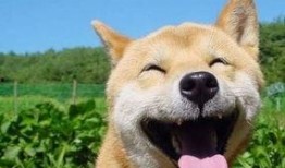 搞笑动物带你吃瓜,笑料横生！搞笑动物带你开启欢乐吃瓜之旅