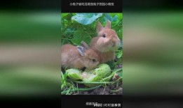 兔兔在吃瓜,一场与自然的亲密邂逅