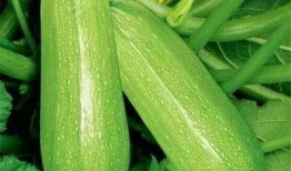 紫燕吃瓜,揭秘娱乐圈背后的秘密