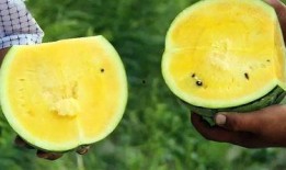 吃恋爱瓜的主旨,跟随恋爱瓜，探寻爱情甜蜜瞬间