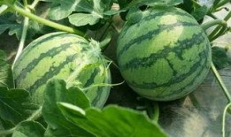 夜上海吃瓜,吃瓜群众的欢乐盛宴