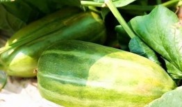 吃瓜哪个季节最好