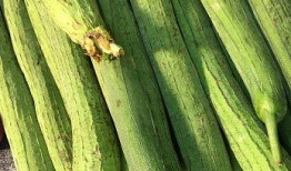 根瓜可以怎么吃