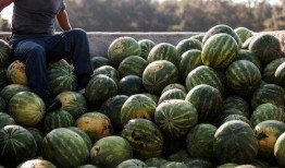 开平侨中吃瓜,一场吃瓜盛宴背后的校园生活