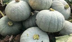 银古桑吃瓜,银古桑的瓜田奇遇记