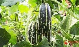 保定吃瓜上谷大观,探寻上谷大观美食之旅