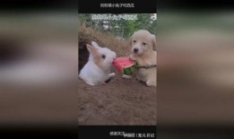 兔子兔子吃瓜,欢乐吃瓜时光