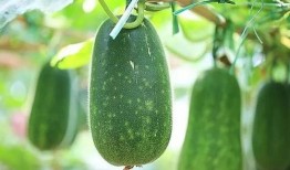 演戏不如吃瓜,瓜田乐趣多