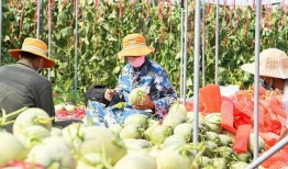 田间地头吃瓜诗句,一场别开生面的吃瓜盛宴