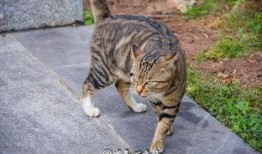 骗猫吃瓜群众,揭秘网络上的猫界“笑果”