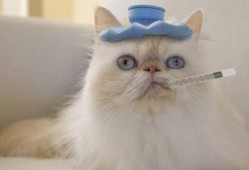 猫咪可以吃雪梨瓜吗,雪梨瓜的适宜性探讨