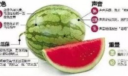 揭阳吃瓜微信,一网打尽吃瓜群众的味蕾盛宴