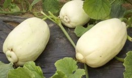 奥运圈吃瓜小蜜,揭秘吃瓜小蜜的精彩瞬间