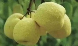 怎样吃梨瓜,解锁美味新食尚