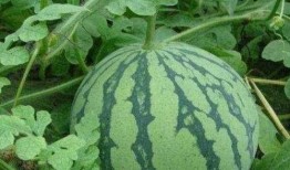 吃瓜有何深意,吃瓜背后的社会心理洞察