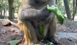 猴子吃蜜瓜,欢乐食趣记