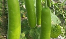 瓠瓜怎么吃,解锁健康美味新选择