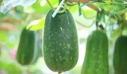 吃的瓜的品种大全,全面解析各式瓜类美食的品种大全